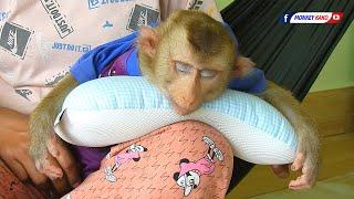 Adorable Monkey Kako Sweet Dream Sleeping Hug Mother Lap Routine