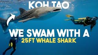Thailands Most Famous Diving Island  Koh Tao Whale Sharks