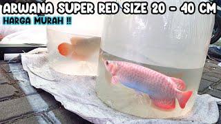 ARWANA SUPER RED SIZE 20 - 40 CM HARGA MURAH‼️PASAR IKAN HIAS JATINEGARA‼️