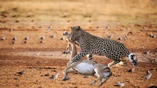 How Leopard Hunting Impala