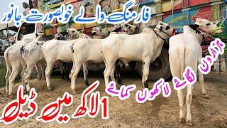 Mandra mandi today latest update llPart 4 ll 1 lak mae deal ll domail mandi ll jamil tv ll