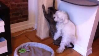 Dog humps cat again