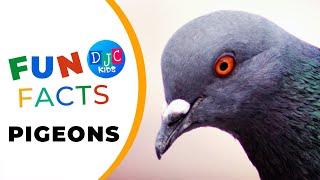 Pigeon Pizzazz 5 Fabulous Fun Facts for Feathered Friends