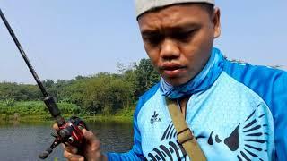 mancing gabus dengan umpan kodok asli