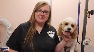 Grooming a Cavachon