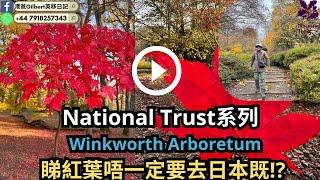 【香港人移民英國】National Trust 系列 ｜ Winkworth Arboretum｜睇紅葉唔一定要去日本既?