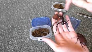 Unboxing 2 Allomyrina dichotoma Rhino beetle