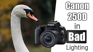 POV Wildlife Photography on an Overcast Winters Day with the Canon 250D and Sigma 105mm f2.8