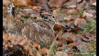 ÇULLUK AVI 2021 Woodcock Hunt #ercanpointer CARMEN ercanpointer