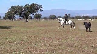 2º - REJONEO A CAMPO AVIERTO CON LEONARDO HERNANDEZ -13-MARZO-2016