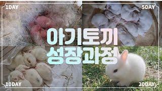 귀여운 아기토끼 태어나서 30일 동안의 성장과정