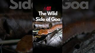 Exploring the wild side of Goa #shorts #goanwildlife #goanscape  Gomantak Times 