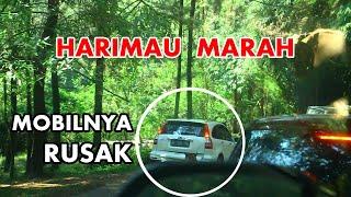 Harimau marah merusak mobil pengunjung taman safari prigen