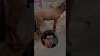 Funny Moment with Horse#viral #bangalore #youtubeshorts #minivlog @Akash_Vlog21