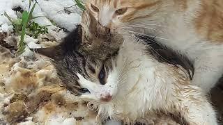 A dead female cat and another male fellow trying to mate with her.