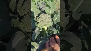 Early February Broccoli Harvest