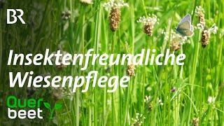 Insektenfreundliche Wiesenpflege