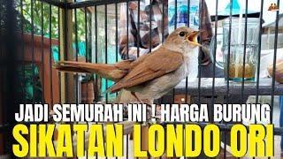 SIKATAN LONDOCOMMON NIGHTINGALE BURUNG IMPORT PALING LANGKA  TERNYATA SEMURAH INI HARGANYA ?