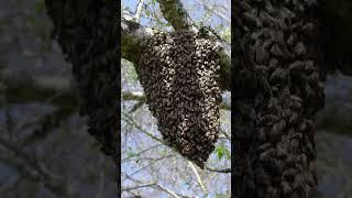 Catching large swarms of bees with a net