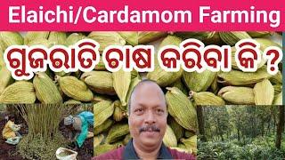 Commercial Elaichi or Cardamom Farming in Odisha  Spice Farming  Guava Farming  Organic Farming