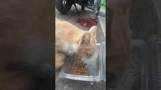 2 oren cats have lunch  kucing kucing jinak dari liar  bukan kucing angora atau persia  kucing ko