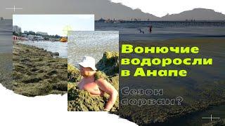 Когда цветет море в Анапе - наконец найдена причина цветения моря в Анапе Решат ли проблему?