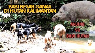 BABI HUTAN BESAR GANAS