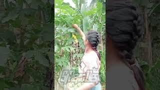 Neng Desa beraktivitas di Kampung #sinengdesa #short #shorts