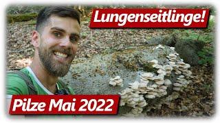 Dönerfleisch im Wald sammeln  Speisepilze im Mai 2022  Lungenseitlinge Catch Clean Cook #4