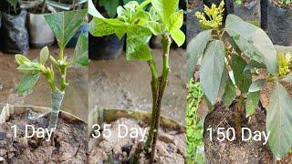 New Method Double Grafting Double Avocado Seeds  growing avocado from seed