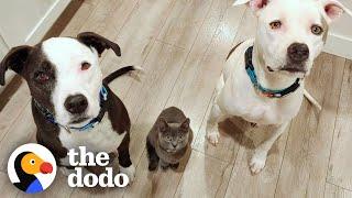 Kitten Is Obsessed with Pittie Brothers  The Dodo Odd Couples