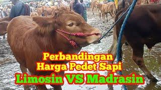 Reivew Pedet Jantan Limosin VS Madrasin Pasar Keppo Pamekasan Madura