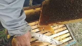 Сокращение пчелосемей весной.