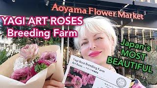 part 2 ADEYTO @ Aoyama Flower Market featuring Art Roses created by YAGI ROSE BREEDING FARM やぎバラ育種農園