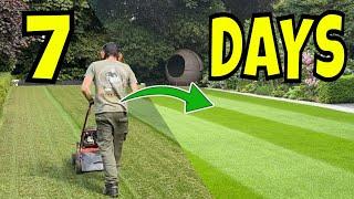 Mini Renovate Your LAWN And See GREAT Results In 1 Week