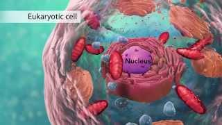 Biology Cell Structure I Nucleus Medical Media