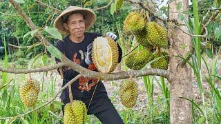 Memetik Durian Montong di Kebun  Masak Spesial Soto Sokaraja Tempe Mendoan dan Es Durian Segar
