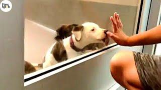 Priceless Reactions Rescuing and Adopting Dogs’ & Cats’