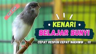 PANCINGAN Kenari Belajar BUNYI  PANCINGAN Kenari Agar Cepat GACOR  Part 226