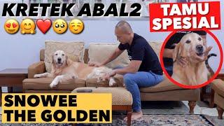 KRETEK ABAL2 ANJING GOLDEN RETRIEVER SNOWEE THE GOLDEN