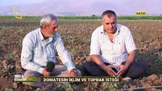 Domates Üretimi - Tarla Bitkileri  Çiftçi TV