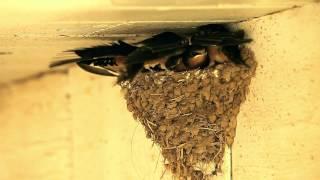 A Day a week in the Life of Barn Swallow Fledglings