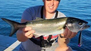 Bluefish on DUO Fangpop popper 120SW at Crikvenica Adriatic Sea