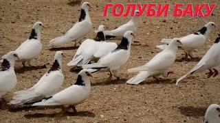 Бакинские голуби Зейналова Бахруза в Баку