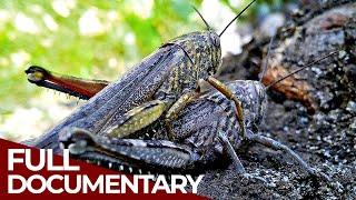 Locusts  Return of the Plagues  Free Documentary History