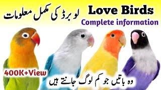 LoveBirds Breeding Tips  LoveBirds as Pets Business  LoveBird Nest Box Cage  Love Birds Diet Feed