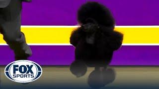 Sage the Miniature Poodle wins the WKC Non-Sporting Group  Westminster Kennel Club