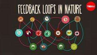 Feedback loops How nature gets its rhythms - Anje-Margriet Neutel