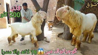 200 kg+ Gulabi Mundra chatra top bloodline Qurbani 2023  gujranwala bakra mandi