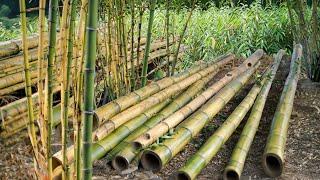 How we used bamboo to construct the farms first bridge Lots of farming improvements have been made